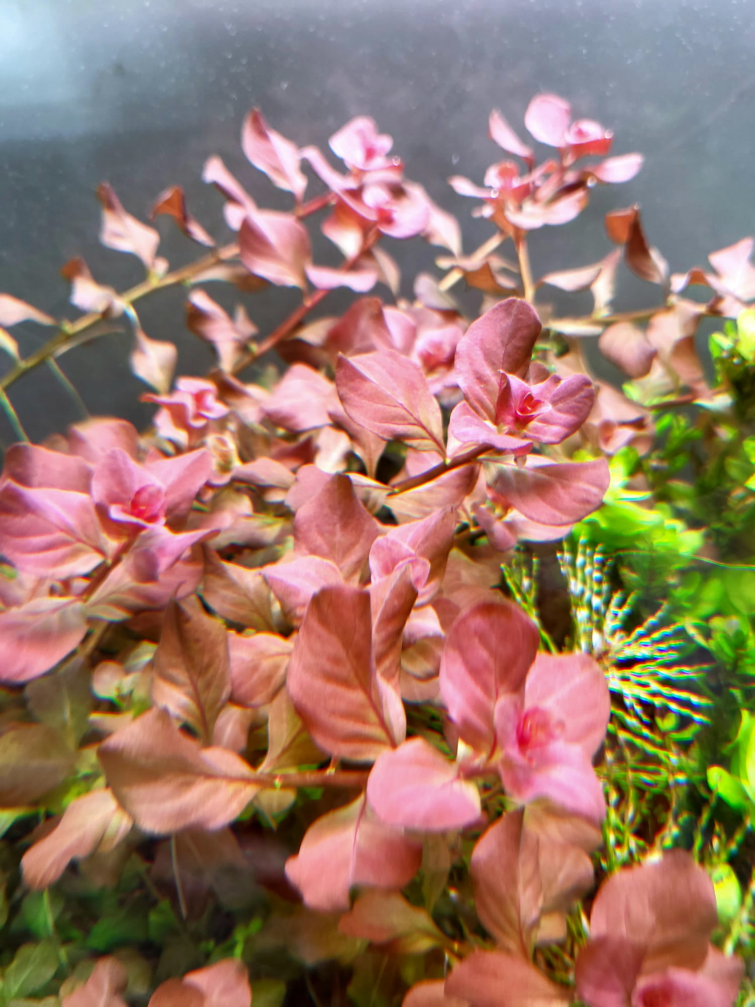 Ludwigia Ovalis